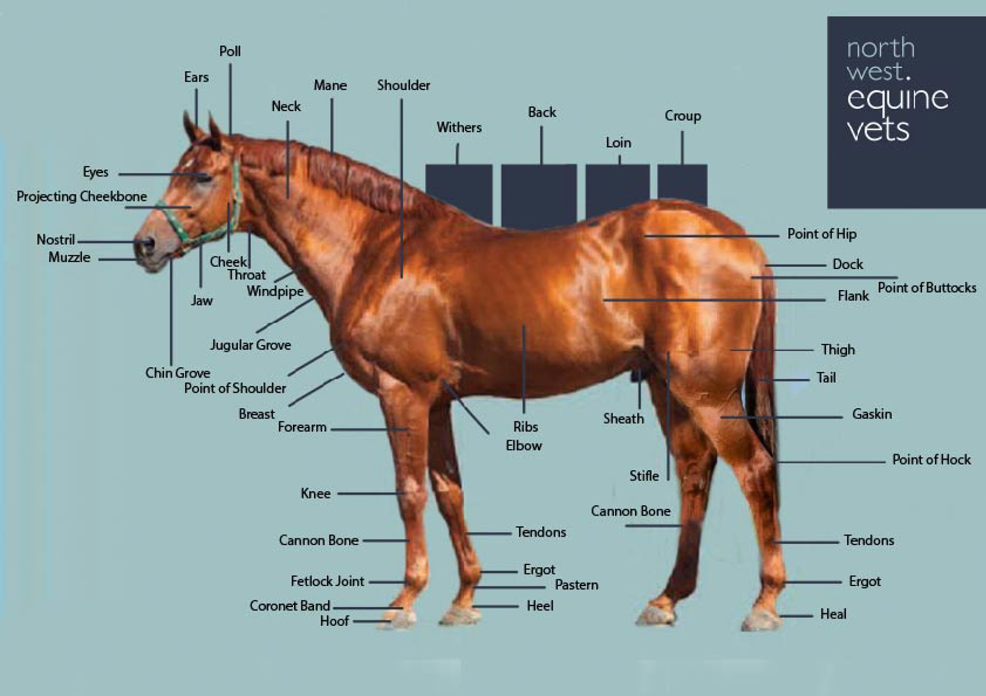 Points Of The Horse Copy