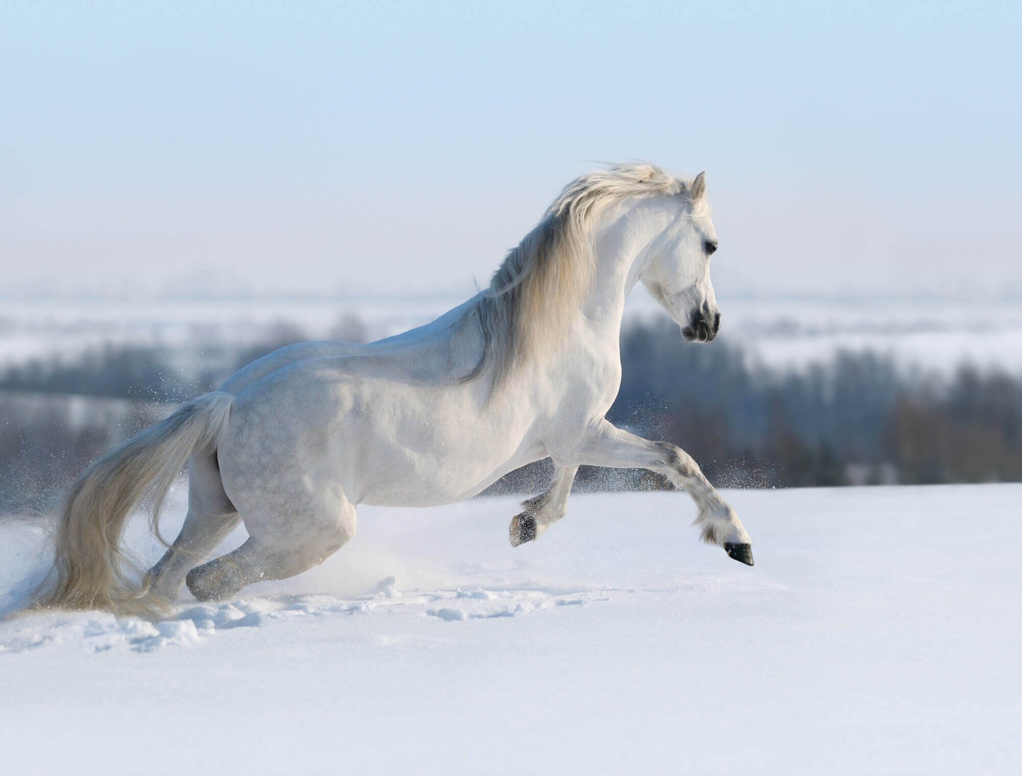 Euthanasia   White Horse Galloping On Snow Hill L 